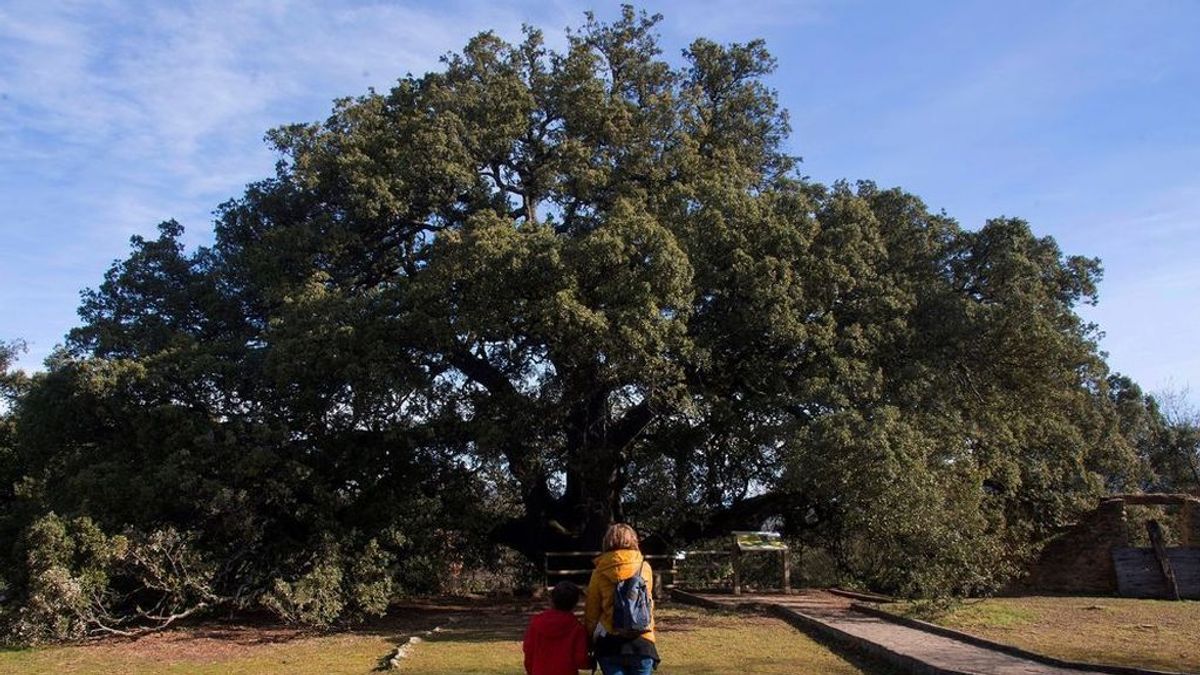 La encina milenaria La Carrasca de Lecina de Huesca, elegida mejor árbol de Europa La encina milenaria La Carrasca de Lecina de Huesca, elegida mejor árbol de Europa