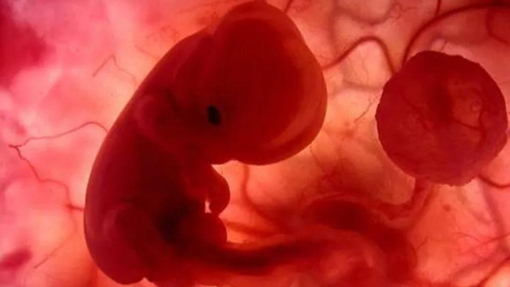 Científicos diseñan el primer modelo de embrión humano a partir de células de la piel