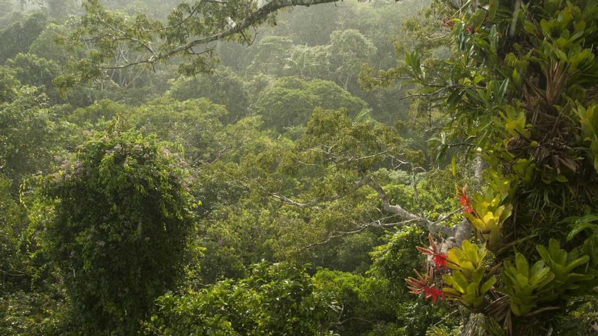 Un estudio sugiere que la selva amazónica ya contribuye al cambio climático en vez de ralentizarlo