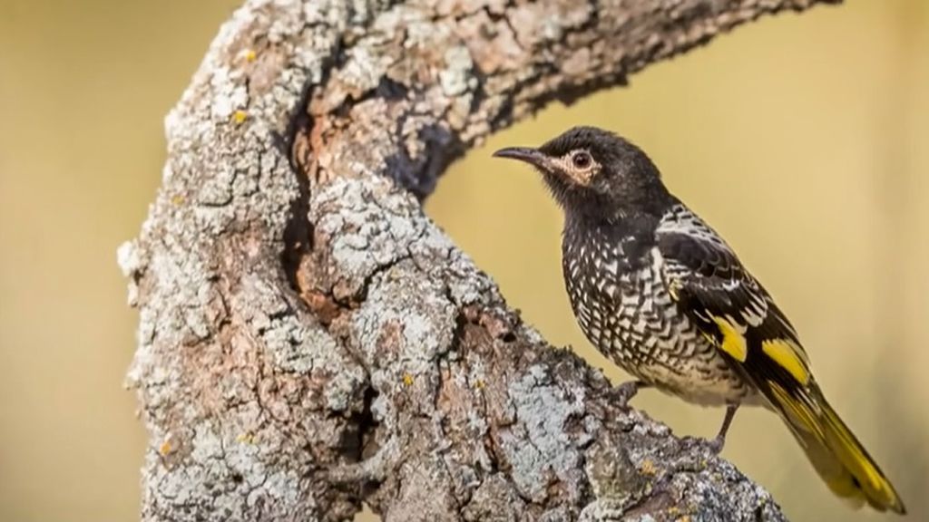 Mielero regente, el pájaro australiano al que su bello canto puede llevarle a la extinción