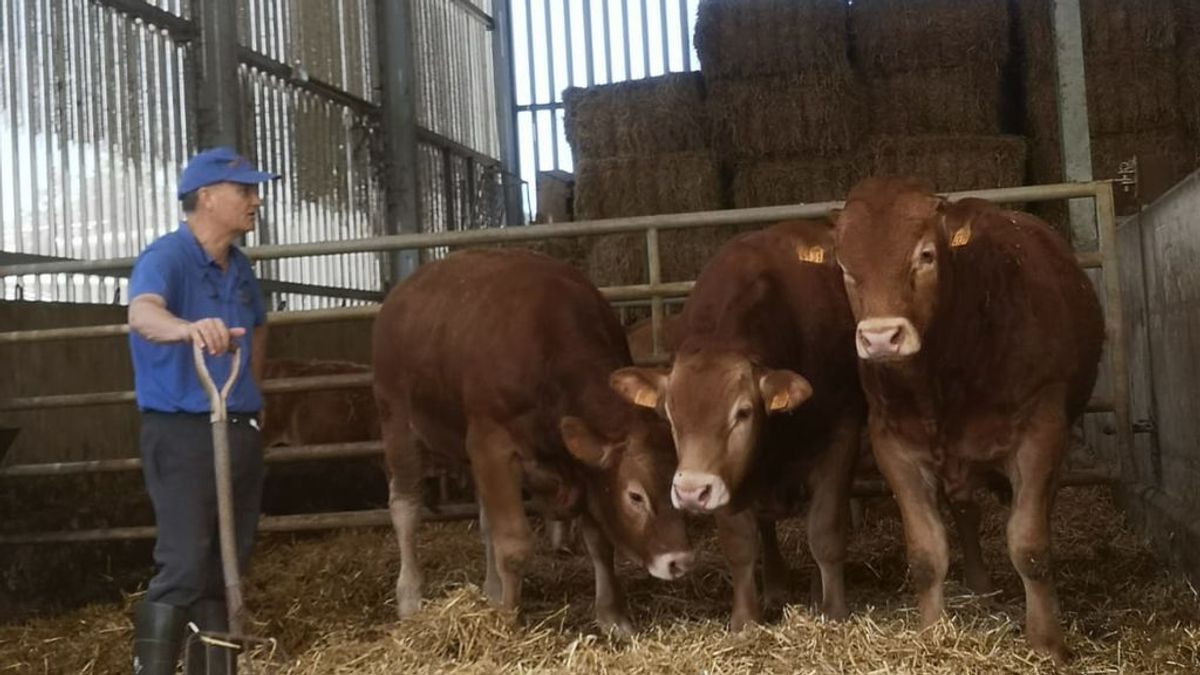 Comprar una vaca con un sólo clic: la subastas on line de ganado triunfan en España Comprar una vaca con un sólo clic: la subastas on line de ganado triunfan en España