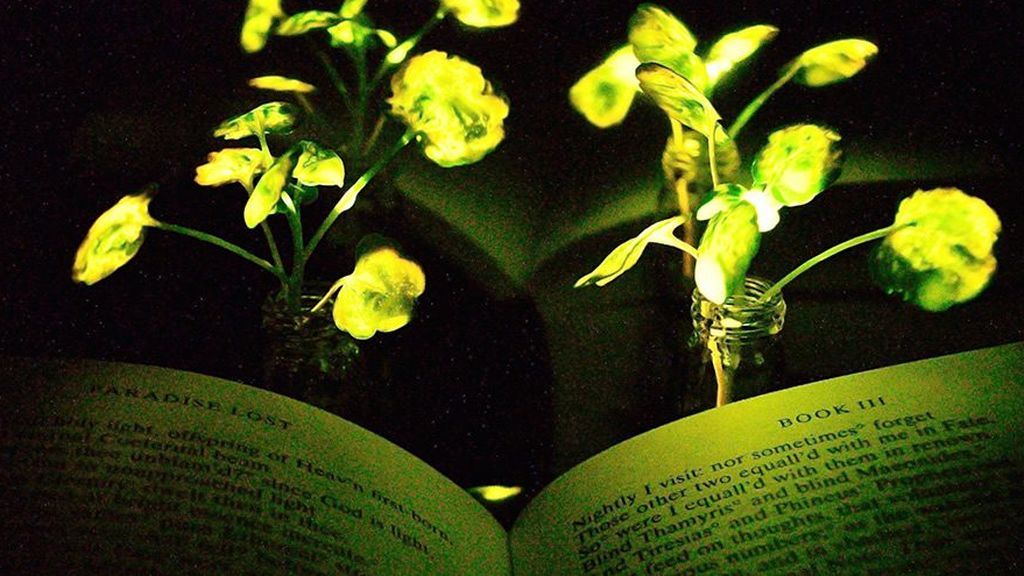 Plantas que dan luz