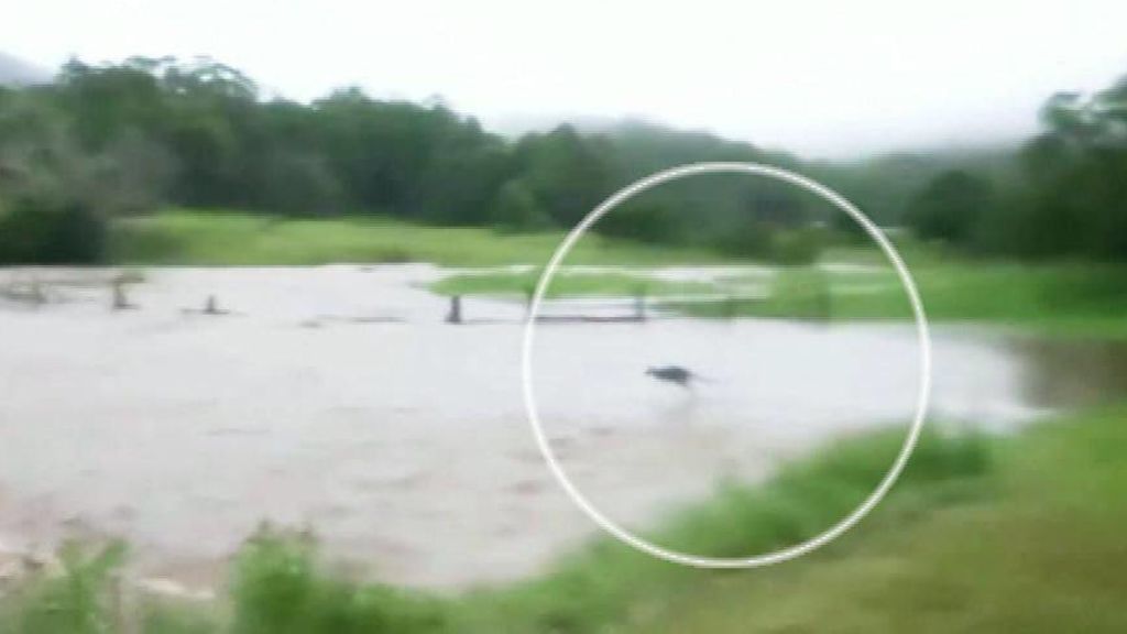 Un canguro trata de escapar de una riada