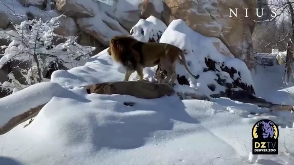 Los leones del zoo de Denver se divierten en la nieve ante la atenta mirada  de las hienas - NIUS