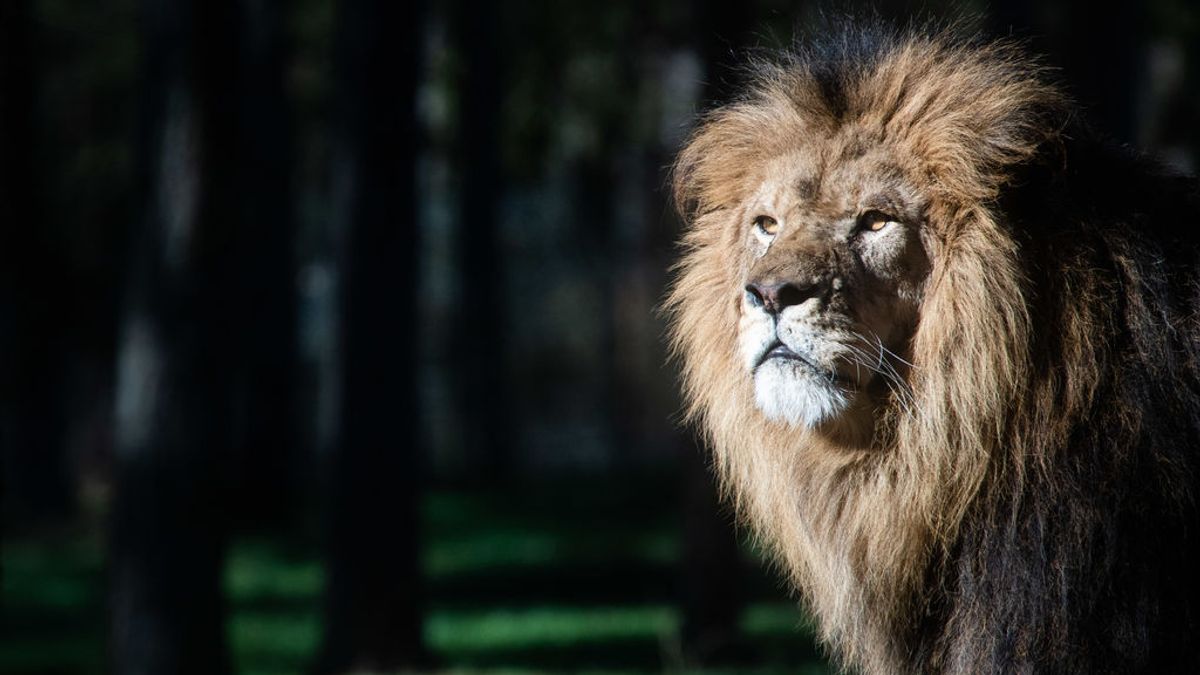 Uganda investiga la muerte de seis leones protegidos envenenados por traficantes de animales Uganda investiga la muerte de seis leones protegidos envenenados por traficantes de animales