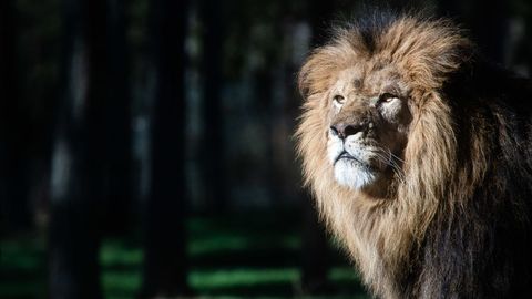 Uganda investiga la muerte de seis leones protegidos envenenados por  traficantes de animales - NIUS