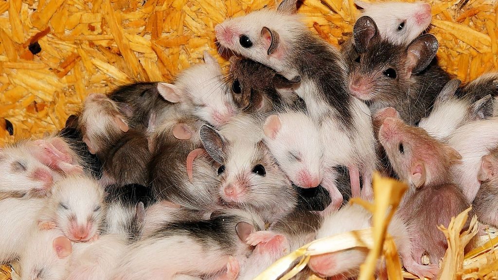 Una plaga de ratones invade las casas de Australia: "Corren por encima de la cama cuando es de noche” Una plaga de ratones invade las casas de Australia: "Corren por encima de la cama cuando es de noche”