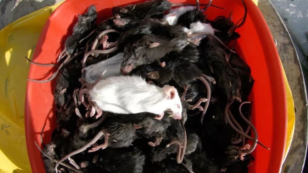 "El suelo se mueve por las noches": una imparable plaga de ratones desata el caos en Australia