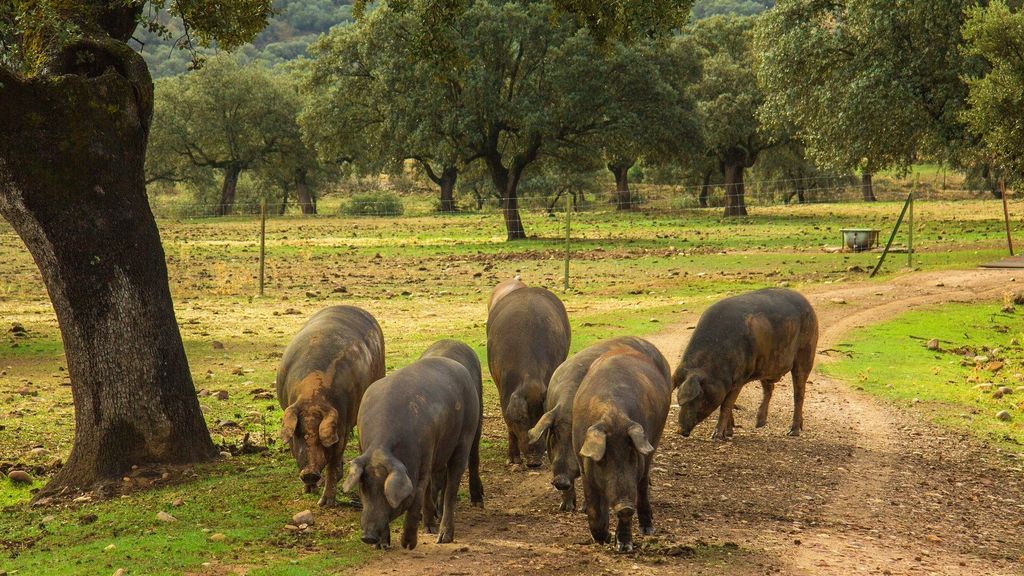 3 Trucos para reconocer un jamón ibérico