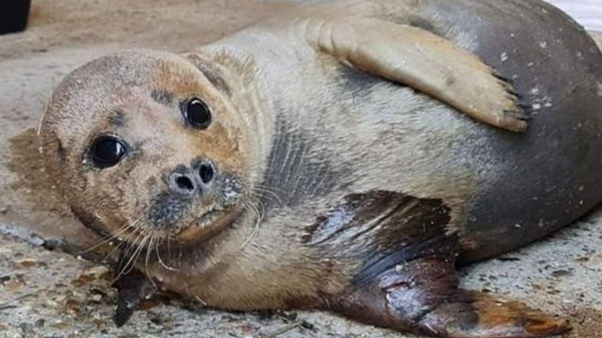 Freddy Mercury, la foca más querida de Londres, sacrificada tras ser atacada por un perro