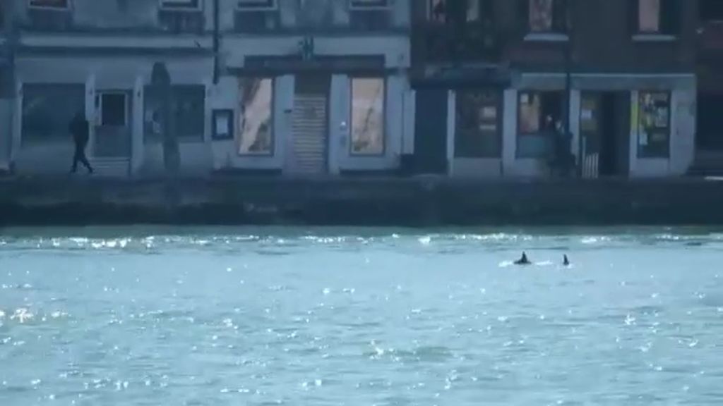 ¿Delfines en Venecia? Graban a una pareja nadando en las aguas del Gran Canal