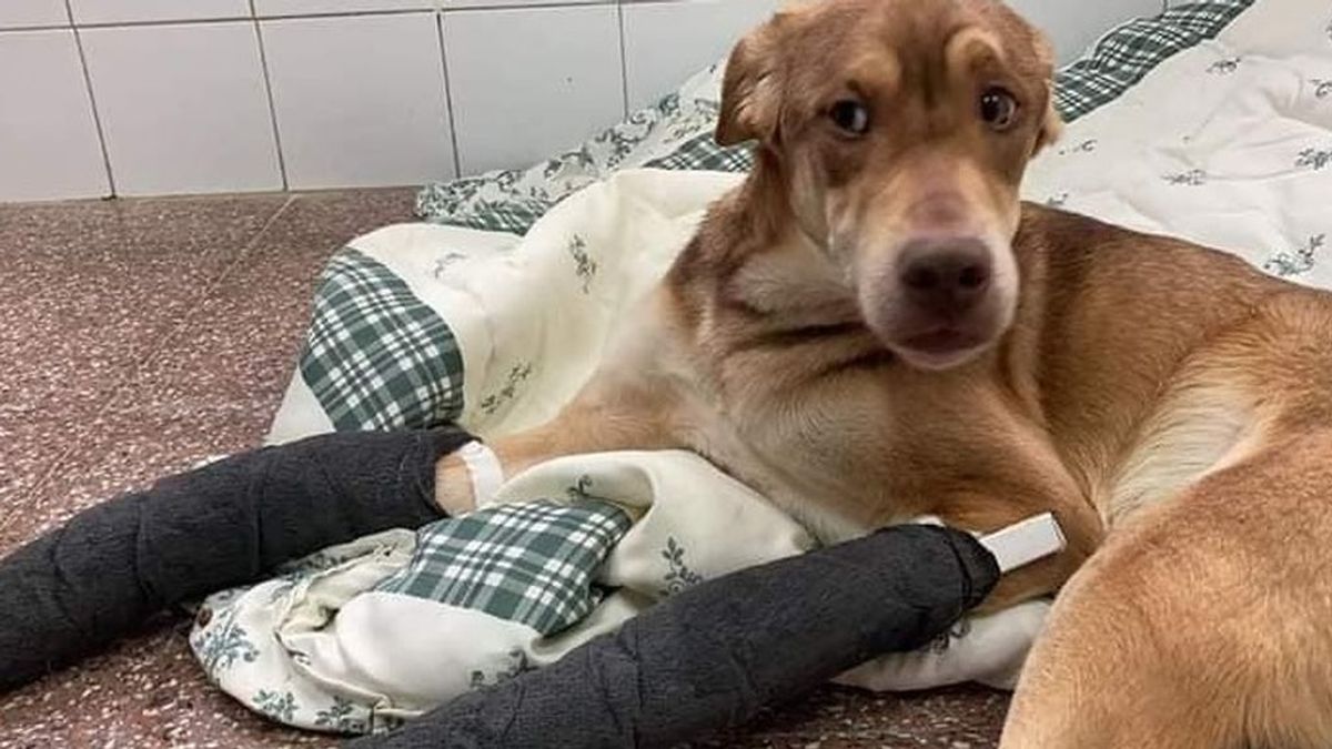 La historia de Roto, el cachorro que fue abandonado por su dueño en un parking sin poder moverse