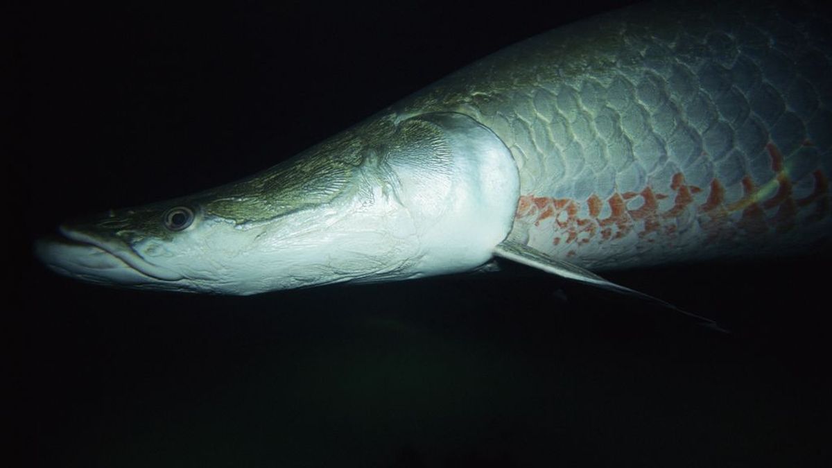 Un 'monstruo’ marino que habita en las aguas del río Amazonas aparece muerto en Florida