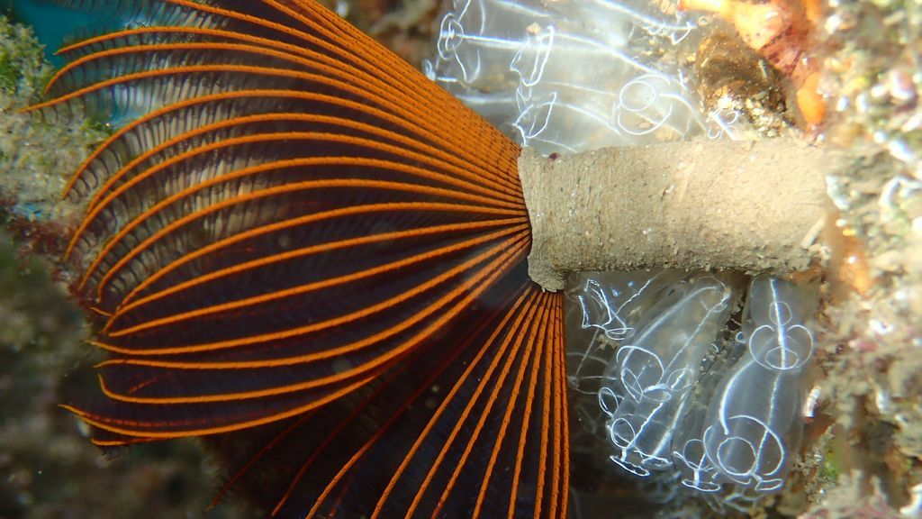 Una especie invasora localizada en un puerto deportivo andaluz