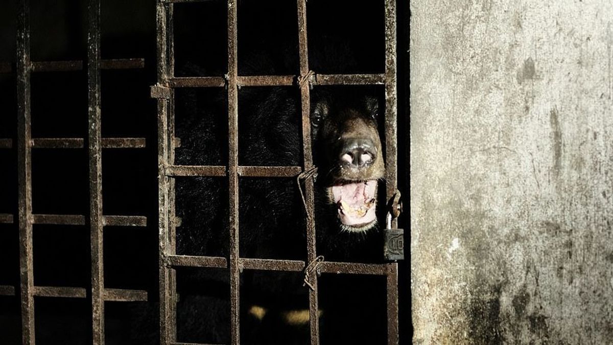 Rescatan a dos osos que pasaron 17 años totalmente a oscuras en una granja ilegal de Vietnam