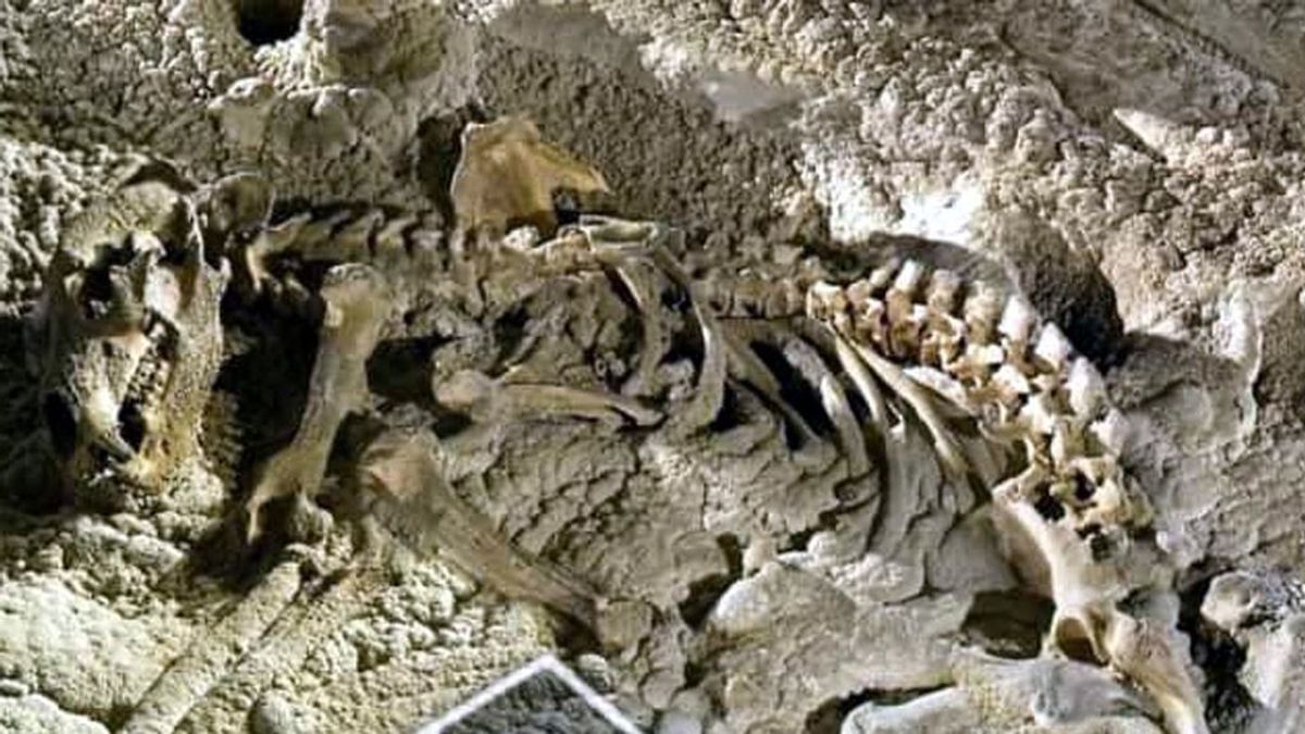 Investigan expolio de restos fósiles de osos cavernarios en cuevas cántabras Investigan expolio de restos fósiles de osos cavernarios en cuevas cántabras