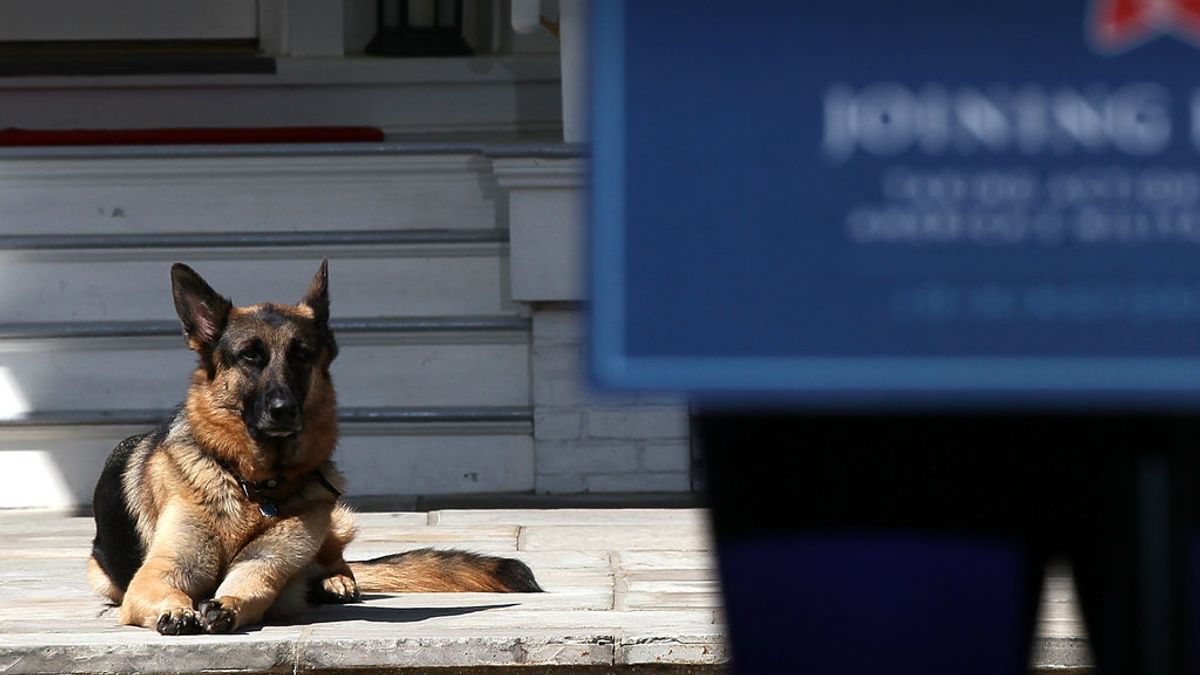 Los perros de Joe Biden vuelven a la Casa Blanca tras pasar una temporada por un adiestramiento Los perros de Joe Biden vuelven a la Casa Blanca tras pasar una temporada por un adiestramiento