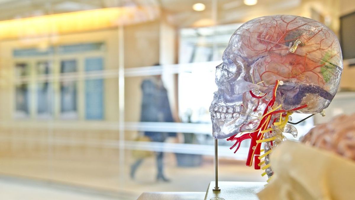 Los científicos descubren por qué los humanos tienen cerebros tan grandes Los científicos descubren por qué los humanos tienen cerebros tan grandes