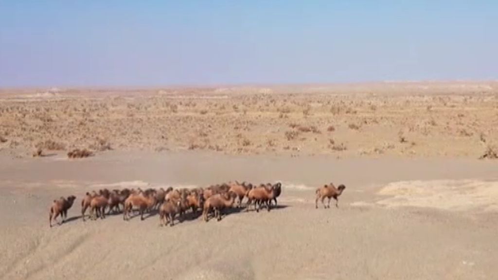 Asombrosas imágenes de una manada de más de 30 camellos salvajes en el desierto del Gobi