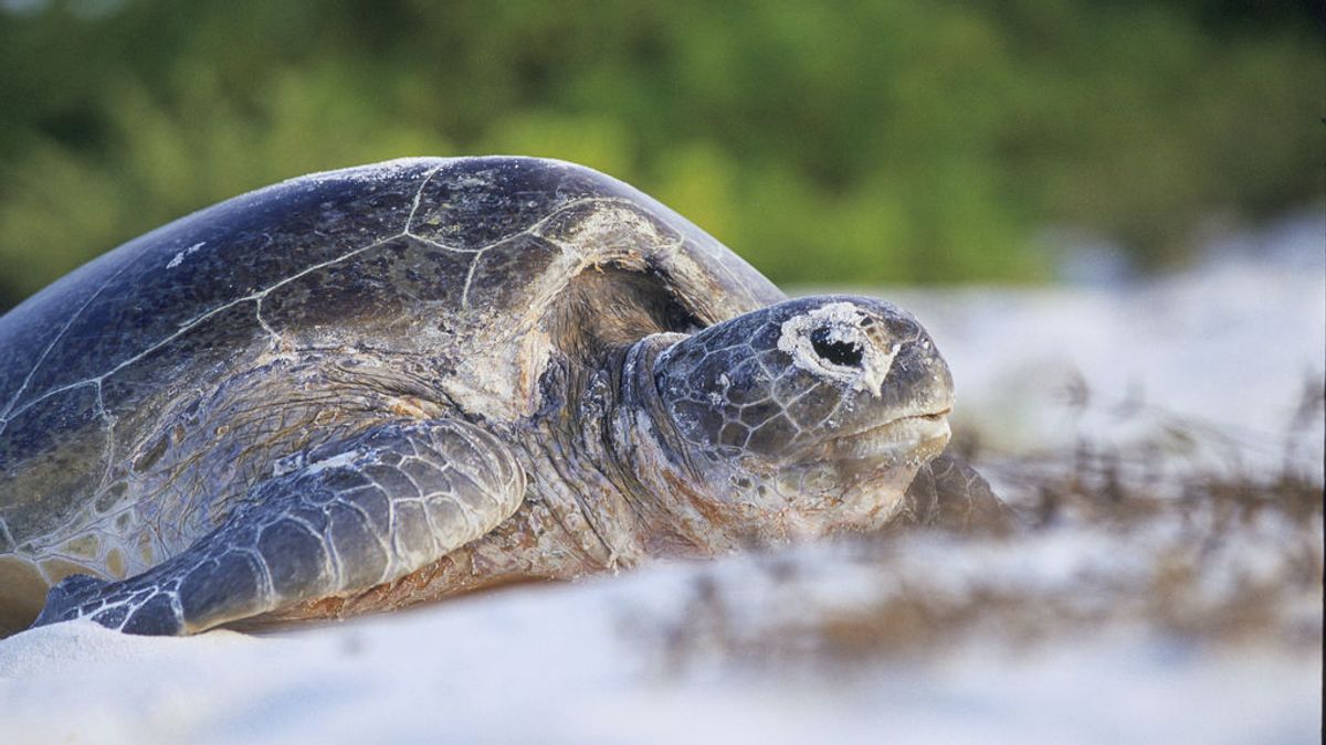19 muertos por intoxicación tras comerse una tortuga marina en Madagascar