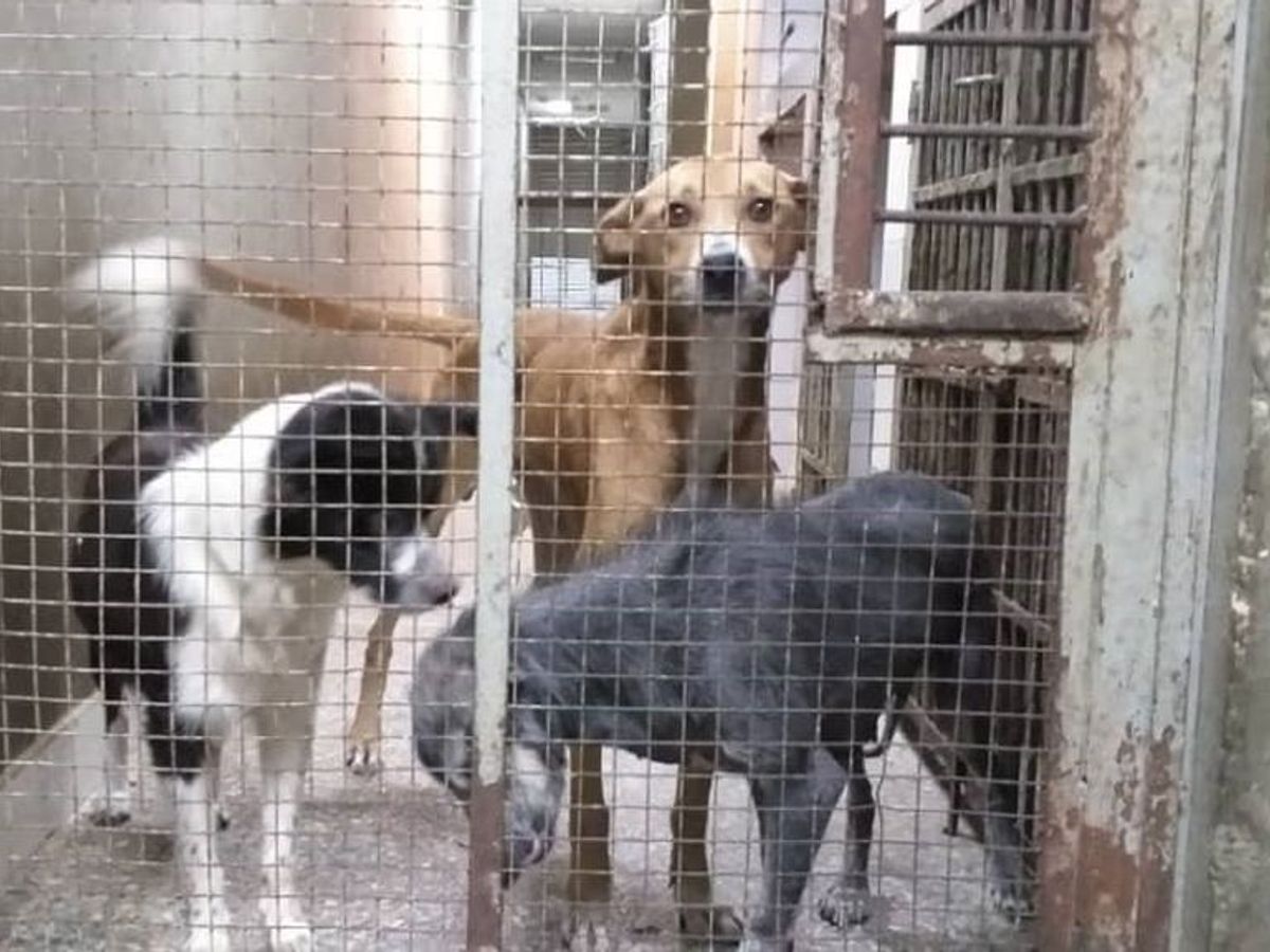 Crush fetish', el negocio de maltrato animal de redes criminales en Venezuela - NIUS Crush fetish', el negocio de maltrato animal de redes criminales en Venezuela - NIUS