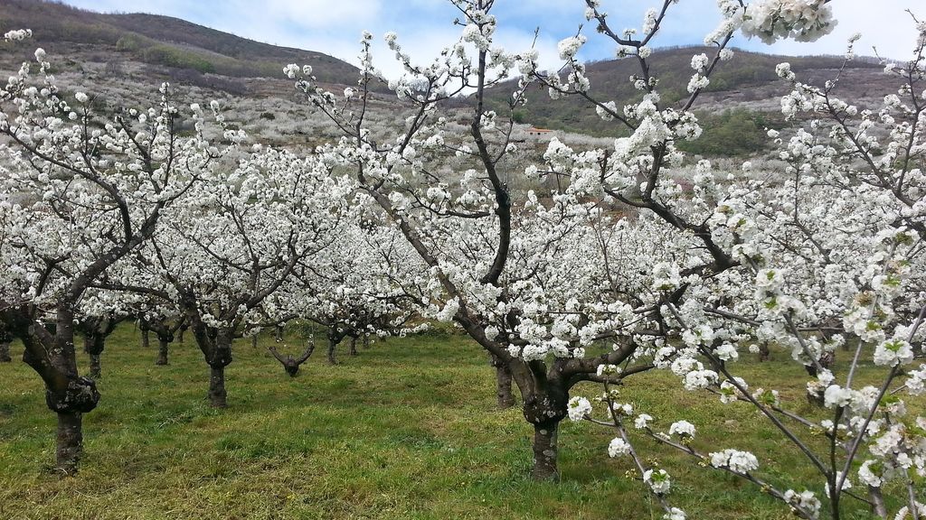 Cerezos en flor: De ruta por España para contemplarlos