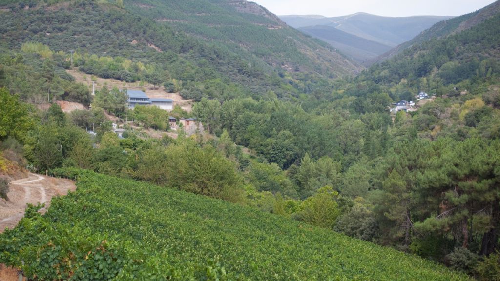 Viñedo con bodega al fondo