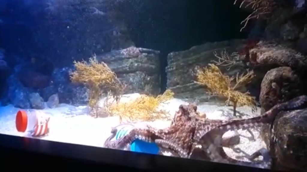 El pulpo Pello aventura quién va a ganar la final de la Copa del Rey