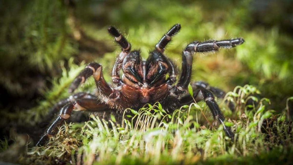 Araña de embudo australiana, la plaga letal que amenaza Sídney tras las inundaciones