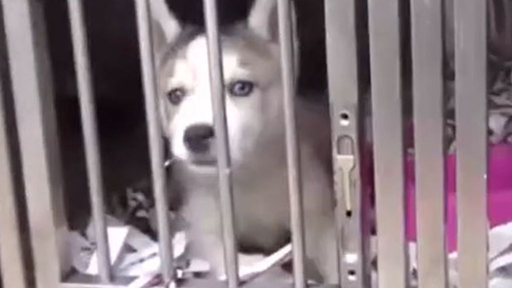 Detenidas en Toledo cinco personas por vender cachorros de perro enfermos
