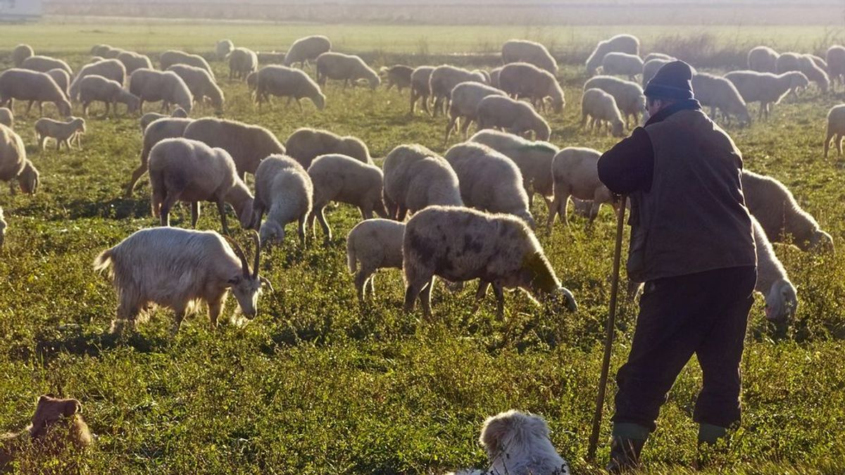 Rescatan en Zamora a un pastor con hipotermia y un golpe en la cabeza tras echarle de menos los vecinos