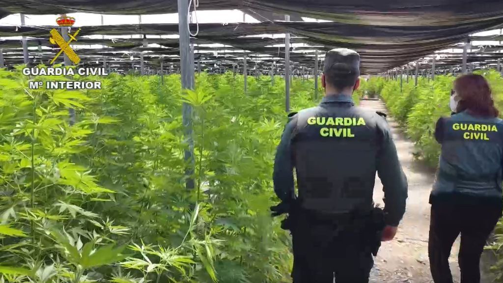 Golpe al imperio de la marihuana en Almería