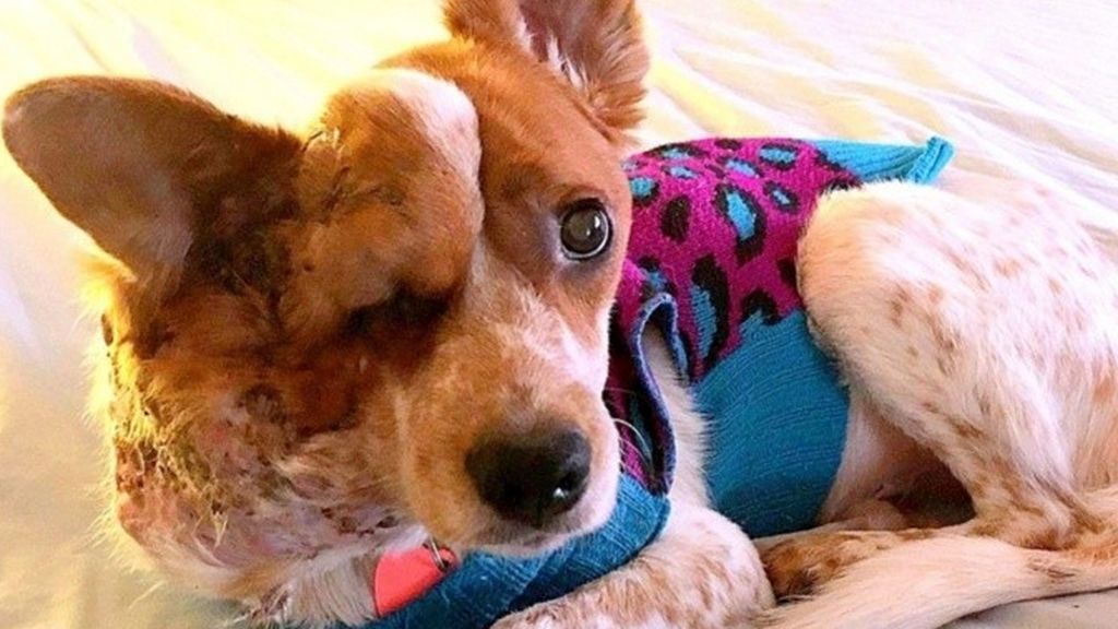 Deja que a su perrita le crezca un tumor del tamaño de una pelota y la abandona en un refugio Deja que a su perrita le crezca un tumor del tamaño de una pelota y la abandona en un refugio