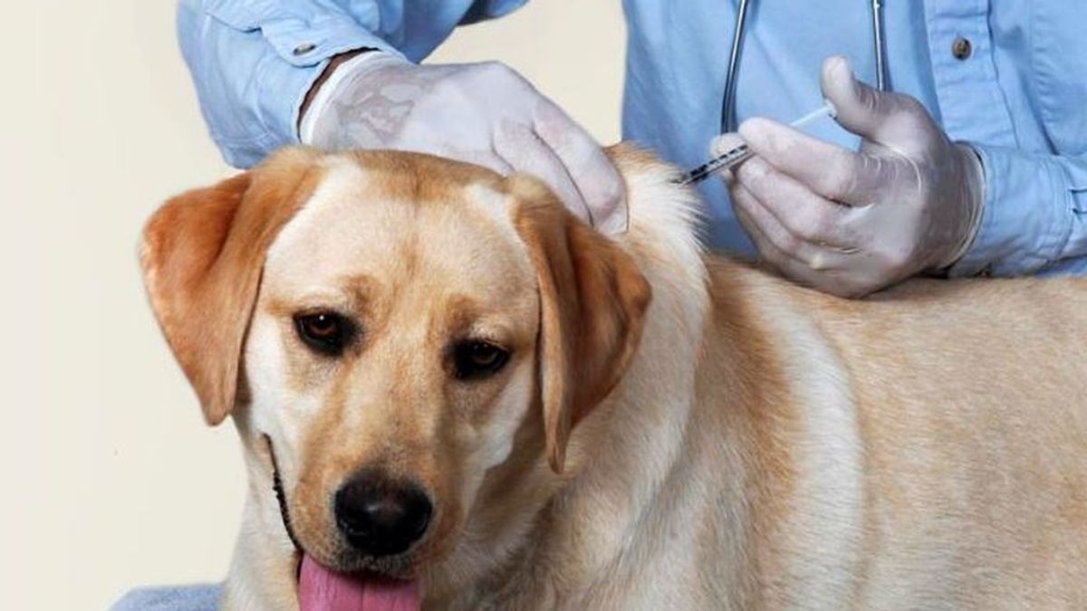 Los veterinarios se ofrecen para vacunar contra la COVID-19