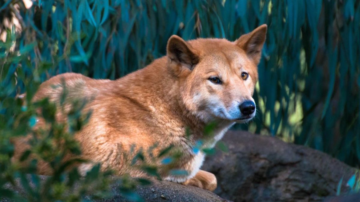 Los 'perros salvajes' de Australia no son perros, sino dingos (considerados prácticamente extintos)