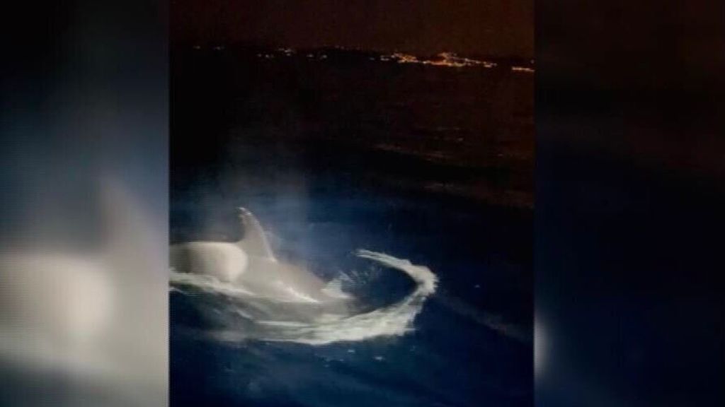 Tres orcas arrancan el timón a un barco en aguas del Estrecho