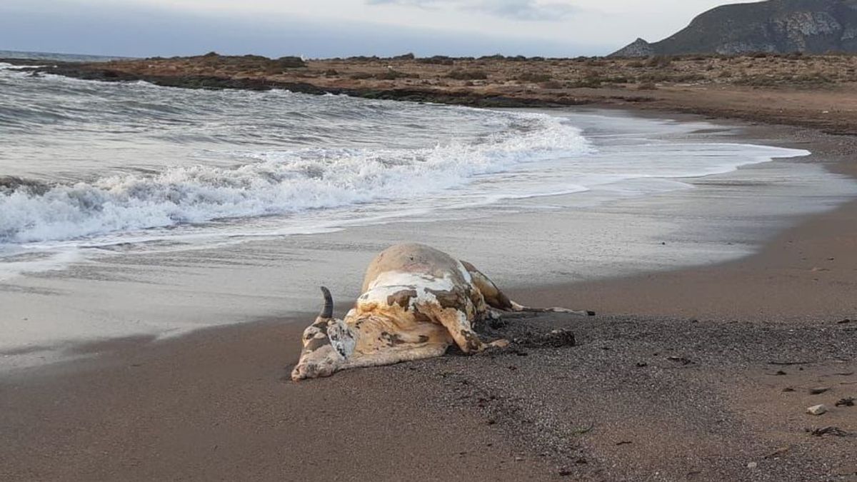 Aparece un ternero muerto en una playa de Murcia Aparece un ternero muerto en una playa de Murcia
