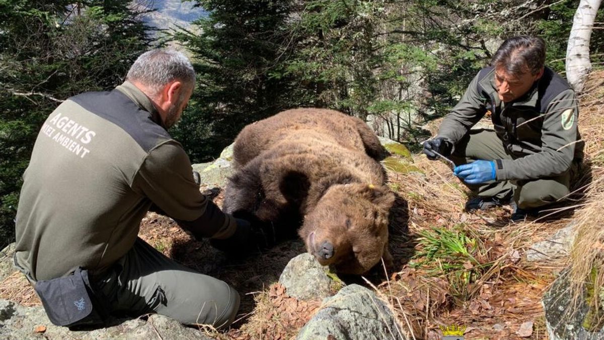 La investigación por la muerte de un oso en la Val d'Aran destapa una red de narcotráfico La investigación por la muerte de un oso en la Val d'Aran destapa una red de narcotráfico