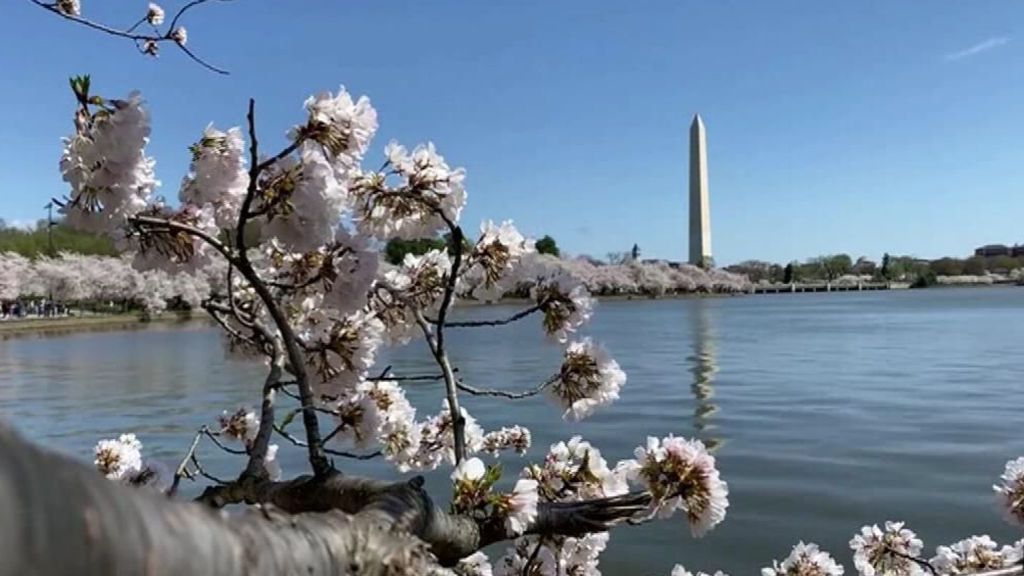 Washington cherry blossoms are in full bloom to welcome spring