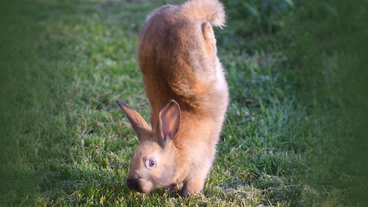 ¿Por qué hacen el pino algunos conejos? Un estudio descubre el origen de esta 'maldición'