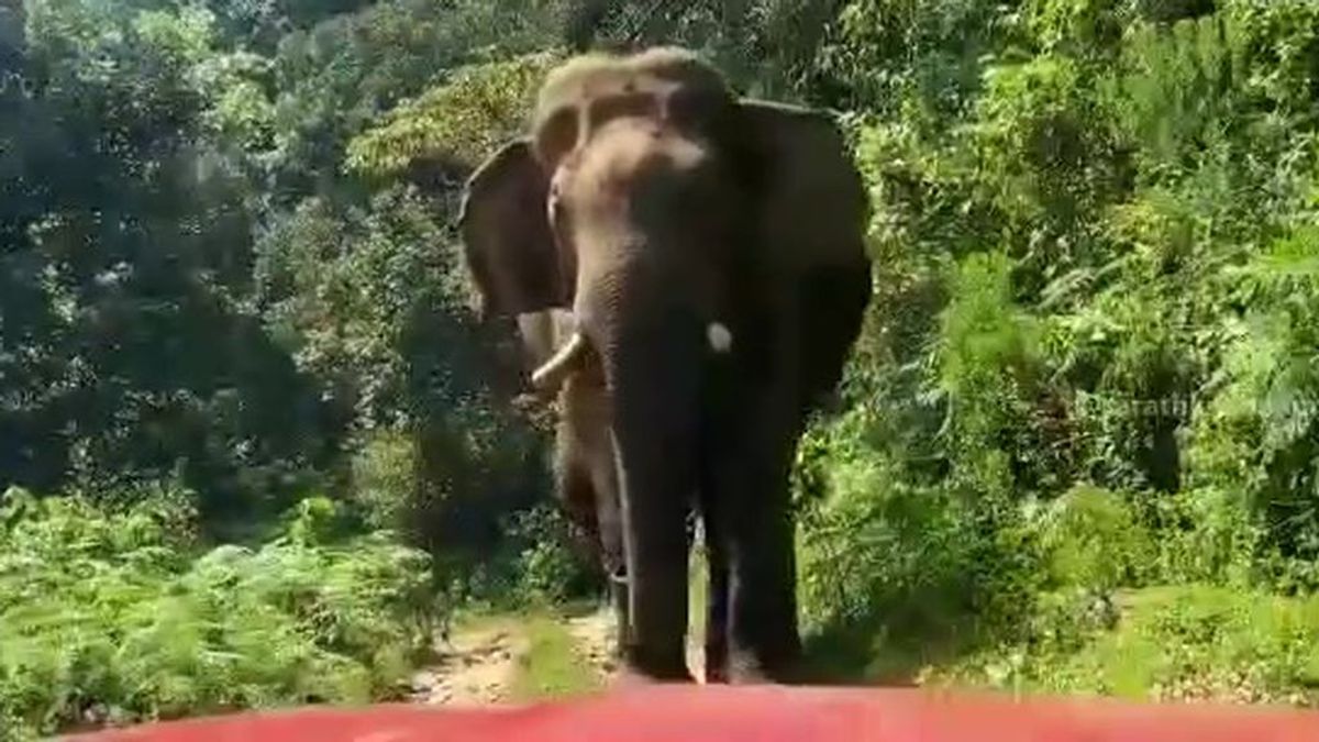 El espeluznante momento en que un elefante persigue a un grupo de turistas en Sri Lanka