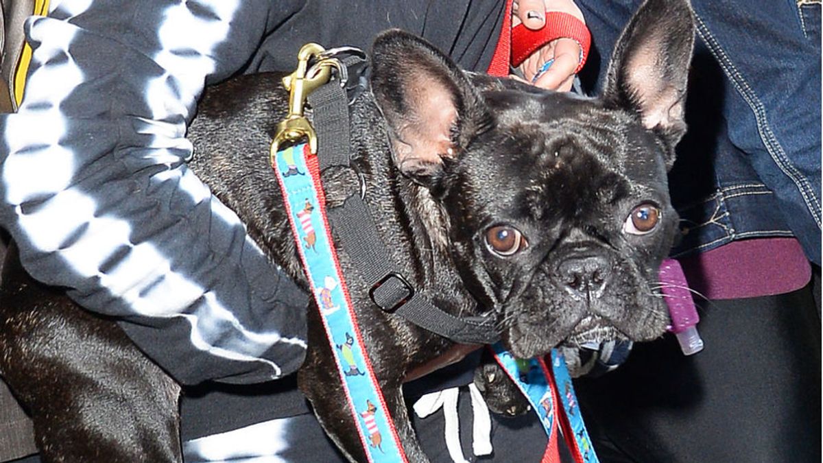 Ryan Fischer, el paseador de perros de Lady Gaga, sale del hospital un mes después del tiroteo