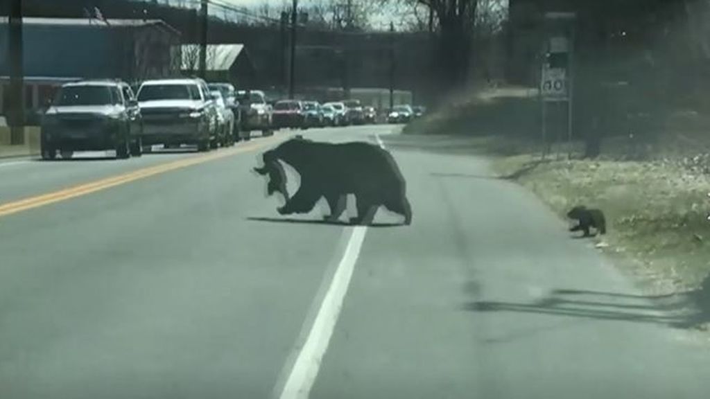 Una mamá oso ayuda a sus oseznos a cruzar una carretera