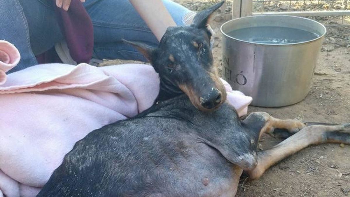 Un hombre se enfrenta a un año de cárcel y tres de inhabilitación por maltratar a su perro Un hombre se enfrenta a un año de cárcel y tres de inhabilitación por maltratar a su perro