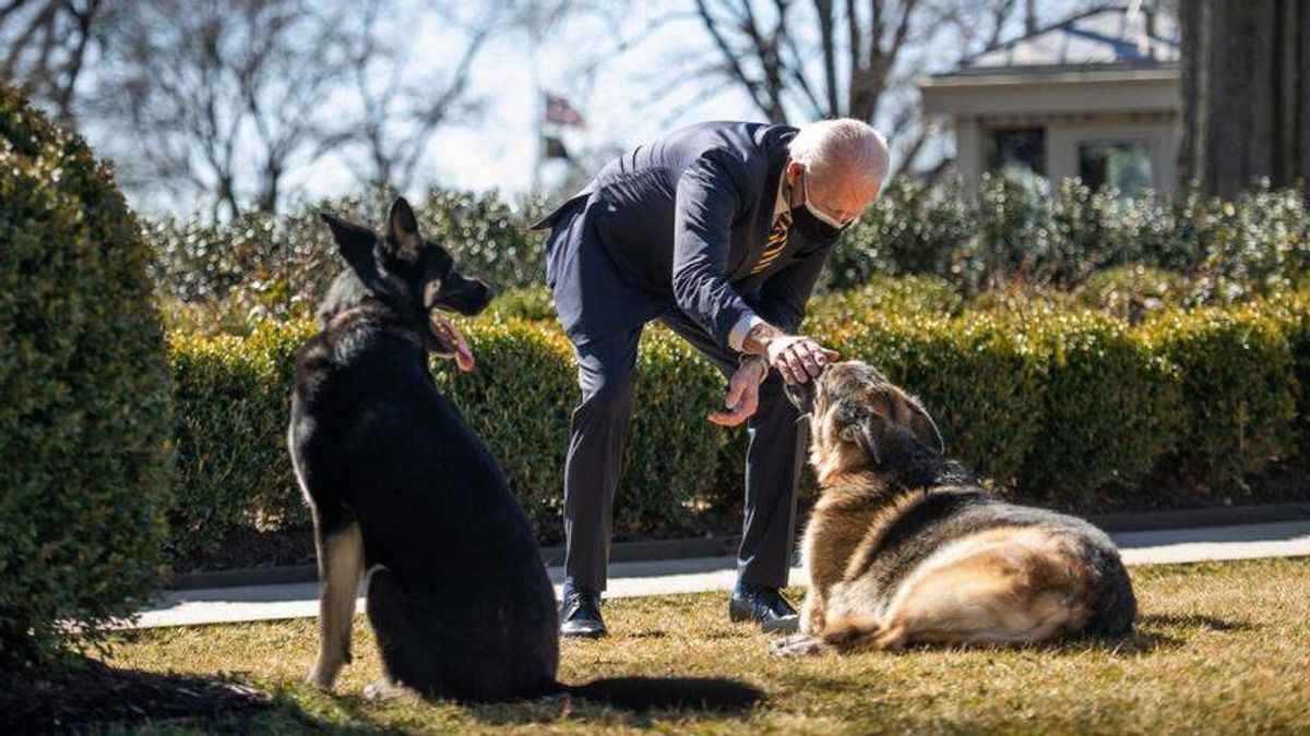 El perro de Biden la vuelve a liar en la Casa Blanca: muerde a un trabajador durante un paseo