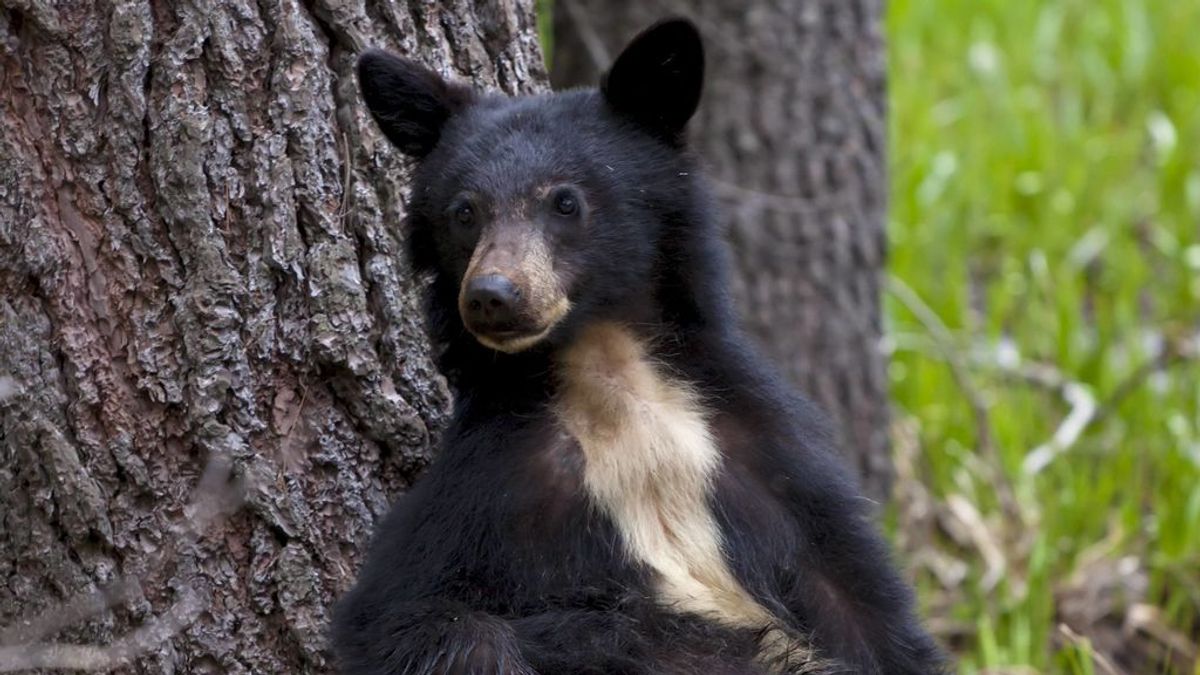 Una misteriosa enfermedad hace a los osos de California amigables con los humanos, y no tiene cura