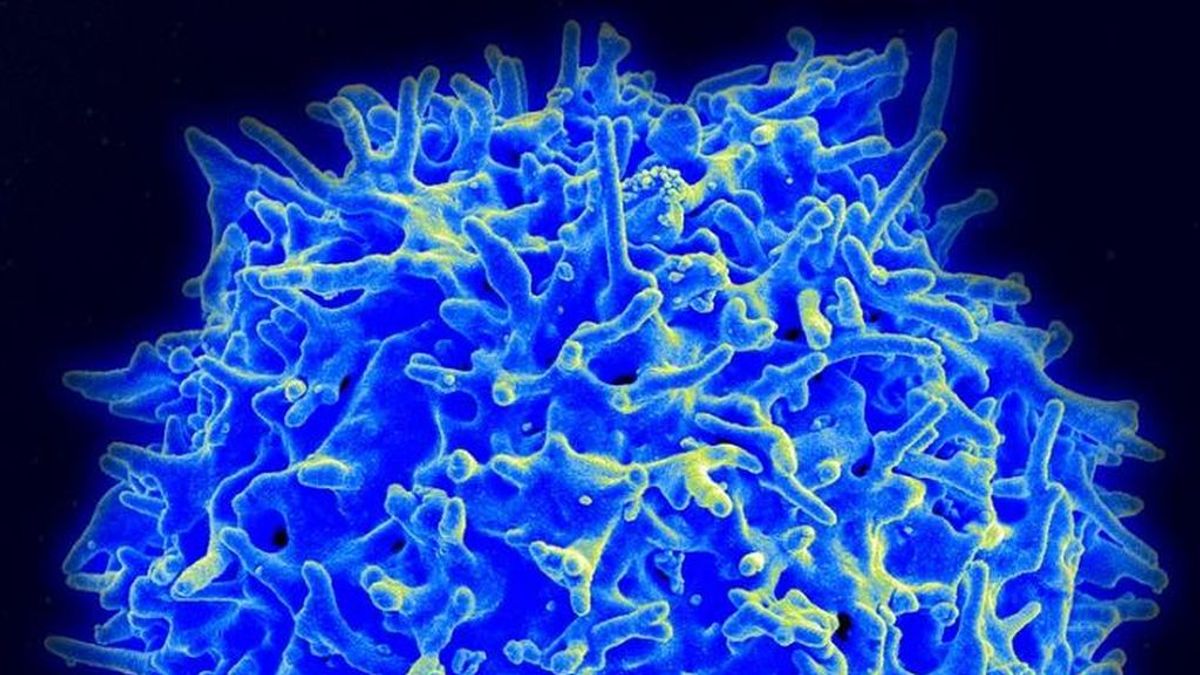 Los contagiados están protegidos frente a las nuevas variantes del coronavirus, según un estudio de Estados Unidos Los contagiados están protegidos frente a las nuevas variantes del coronavirus, según un estudio de Estados Unidos