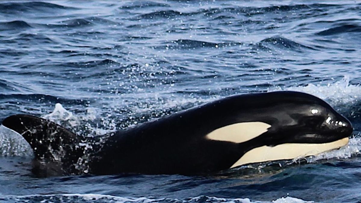 Navegando con orcas: el primer protocolo para los barcos que interaccionen con ellas