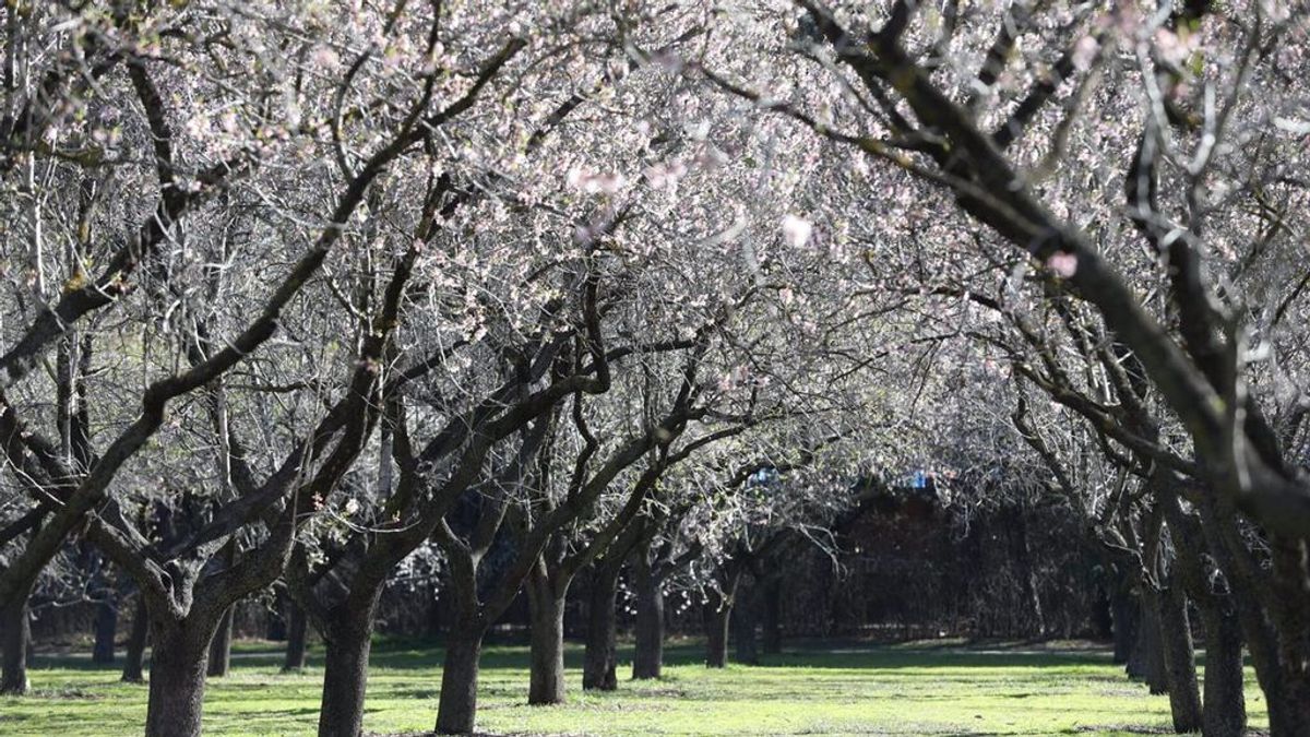 Tras el desastre de ‘Filomena’ reabren al completo El Retiro y otros seis parques históricos de Madrid Tras el desastre de ‘Filomena’ reabren al completo El Retiro y otros seis parques históricos de Madrid