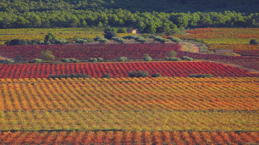 Campos de viñedos de la Toscana valenciana